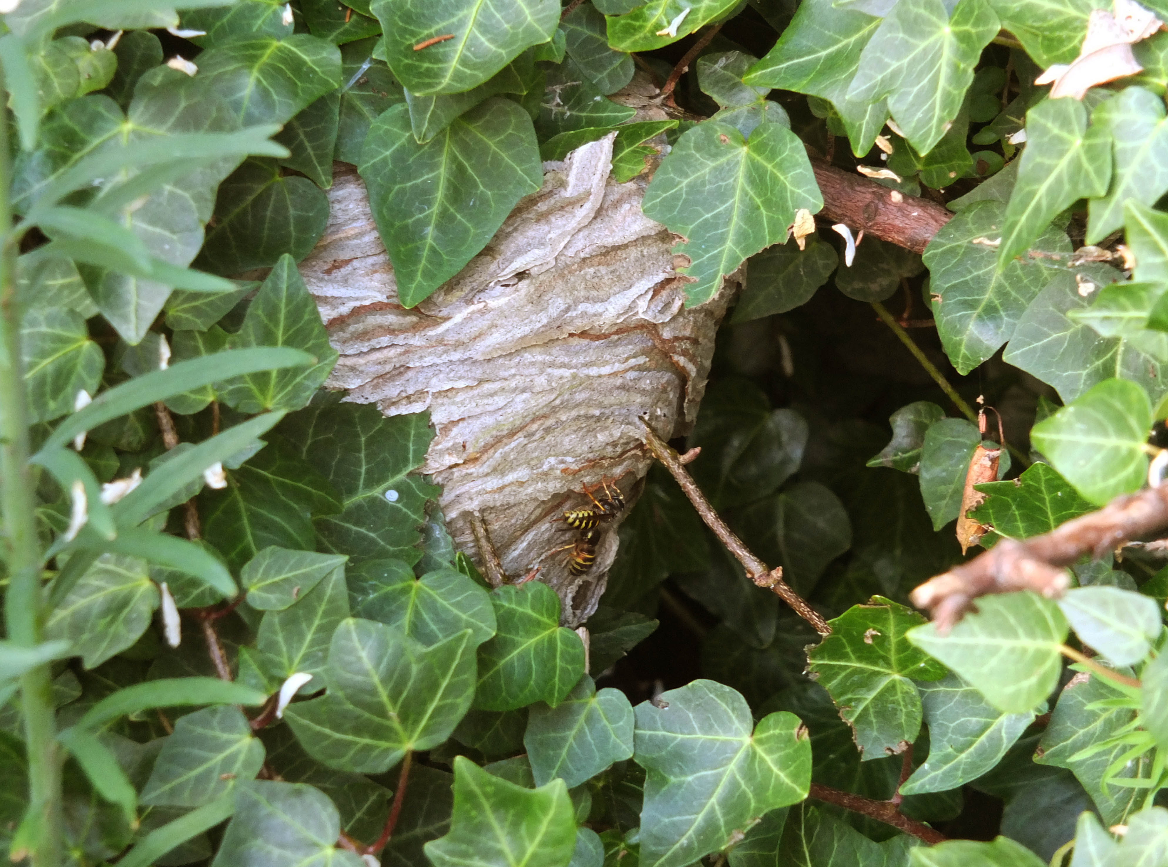 3 - Wasp Nest